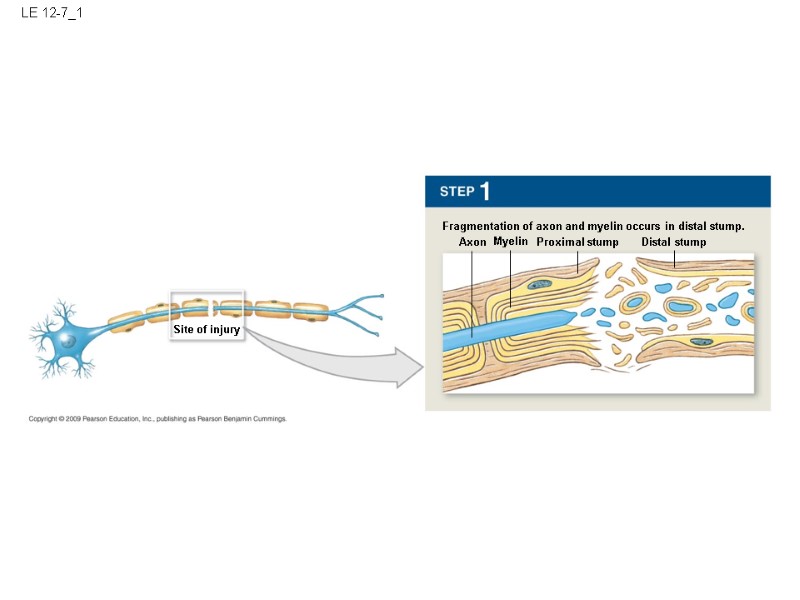 LE 12-7_1 Fragmentation of axon and myelin occurs in distal stump. Myelin Axon Proximal